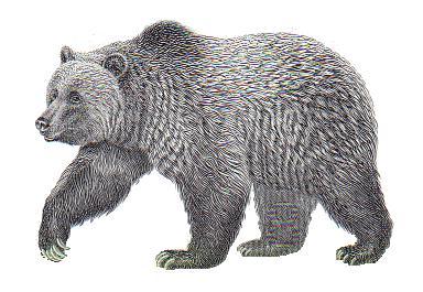 Bear