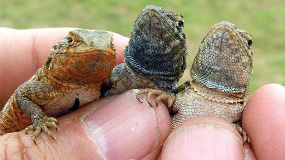 Three varieties of male side-blotched lizards